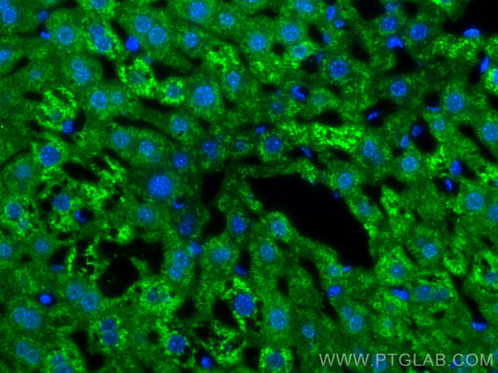 IF Staining of mouse liver using 66129-1-Ig (same clone as 66129-1-PBS)