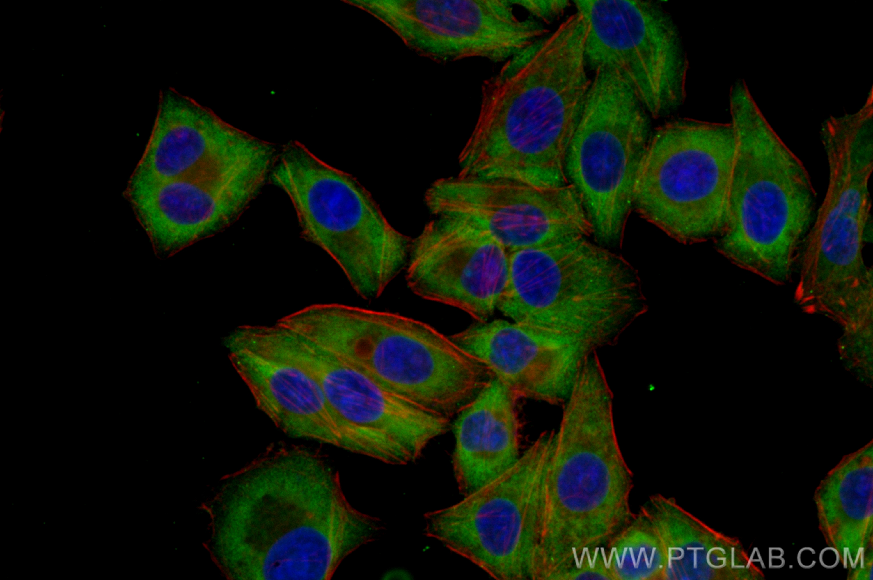 IF Staining of HepG2 using CL488-66129