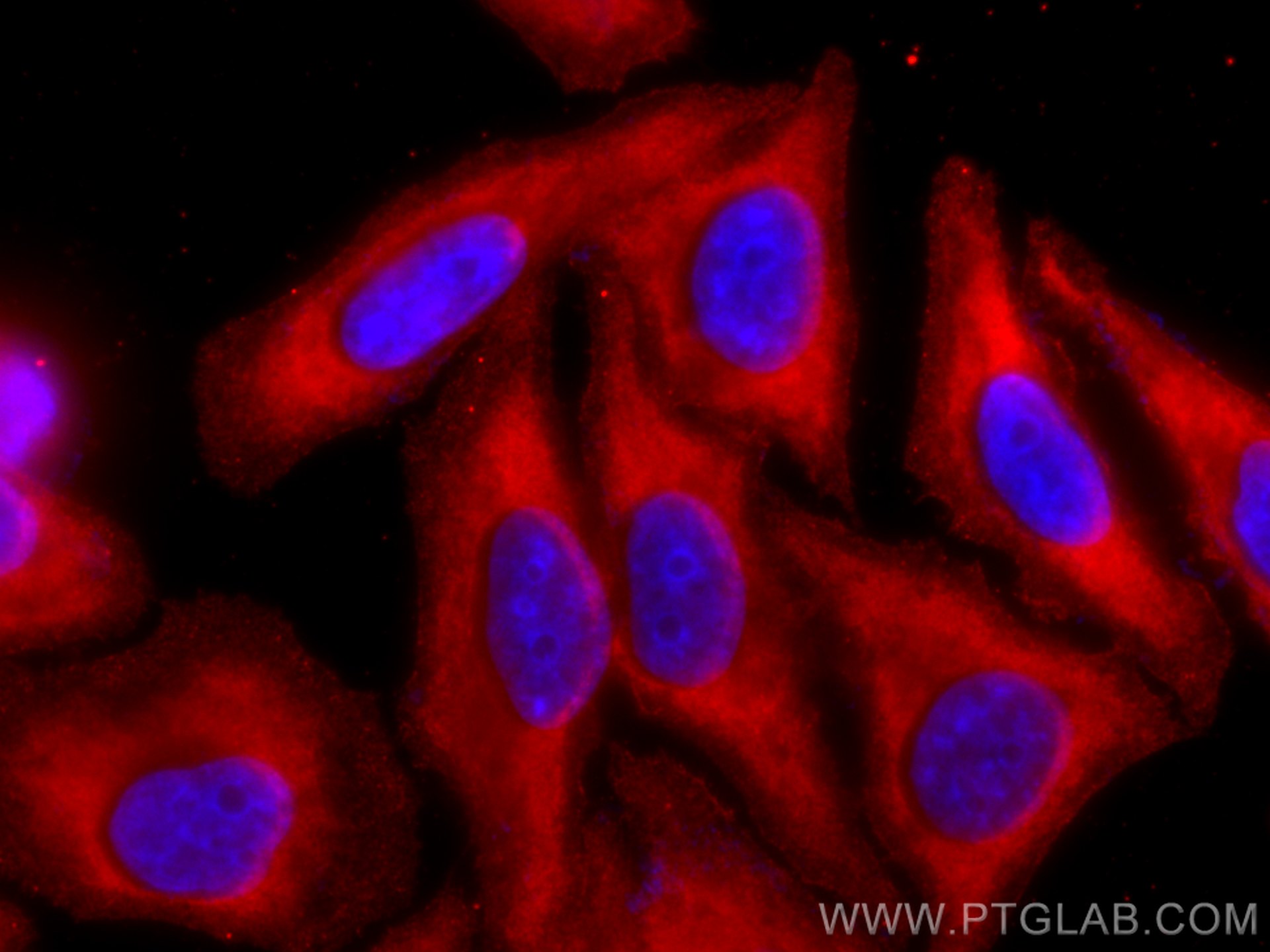 IF Staining of HepG2 using CL594-66129