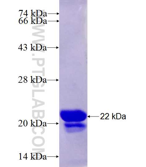 ARGLU1 fusion protein Ag28084 SDS-PAGE