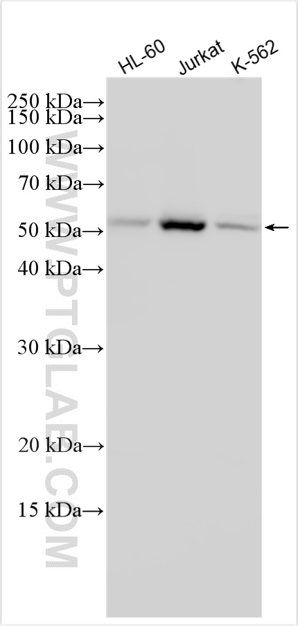 WB analysis using 31092-1-AP