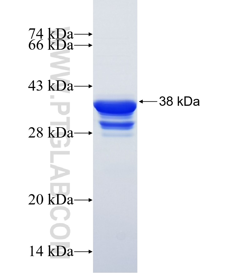 ARHGAP19 fusion protein Ag34671 SDS-PAGE