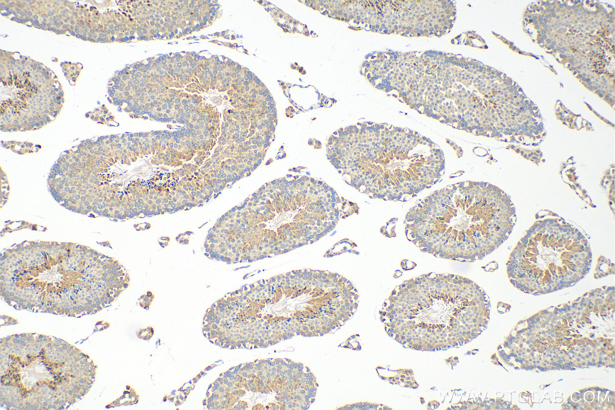 IHC staining of mouse testis using 26766-1-AP