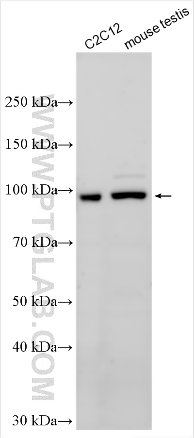 WB analysis using 26766-1-AP