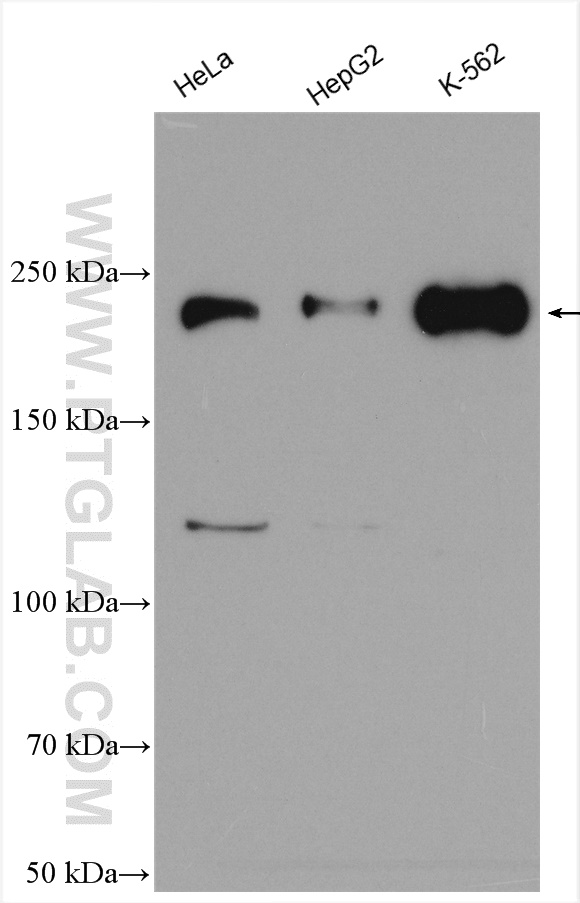 WB analysis using 55165-1-AP