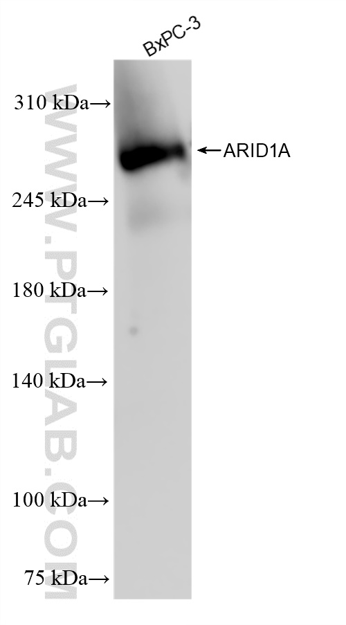 WB analysis of BxPC-3 using 83733-3-RR