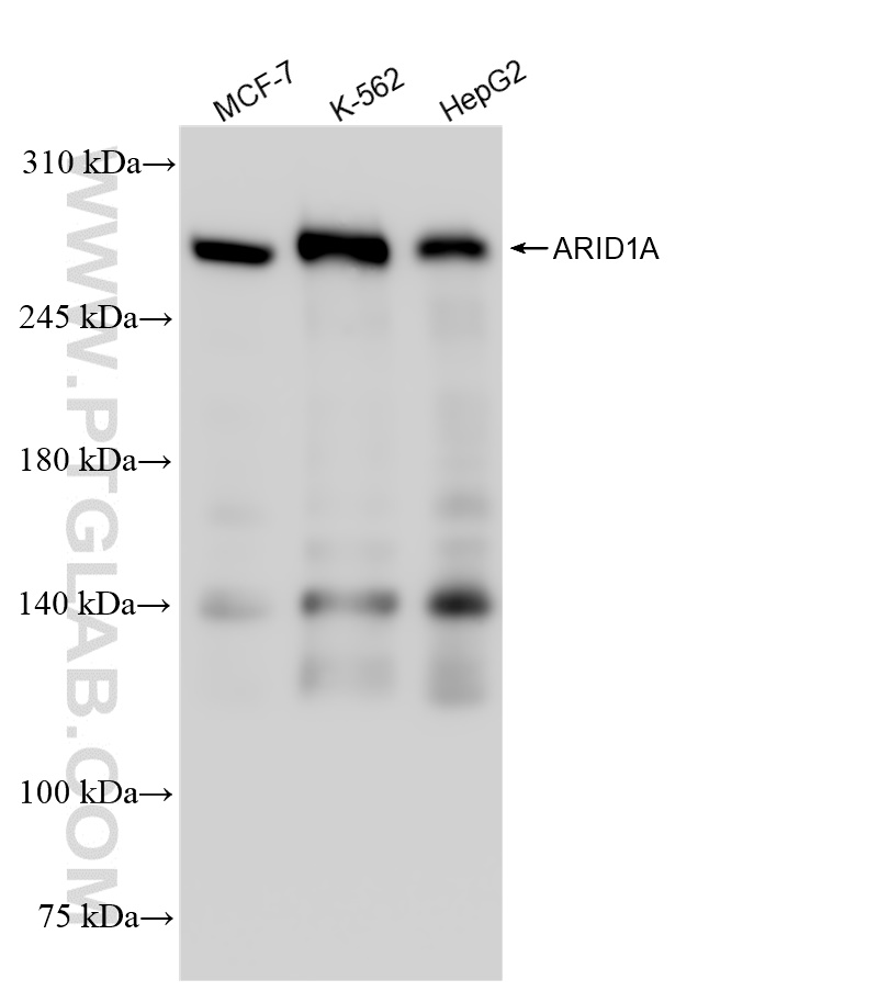 WB analysis using 83733-3-RR (same clone as 83733-3-PBS)