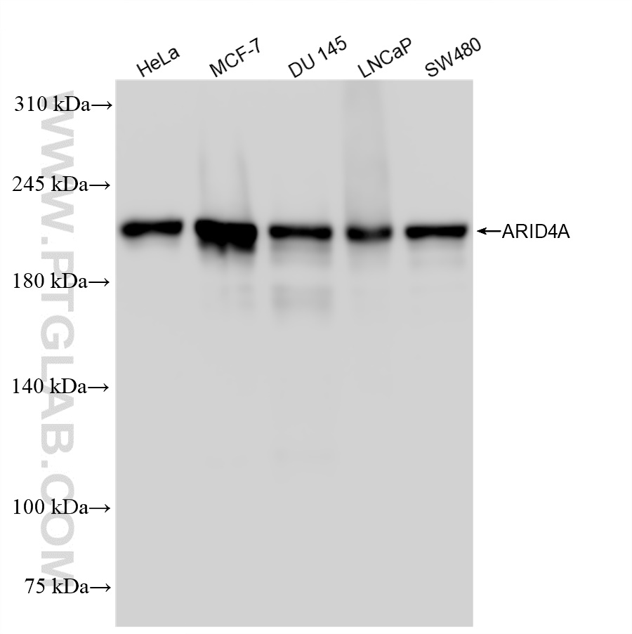 WB analysis using 83489-1-RR