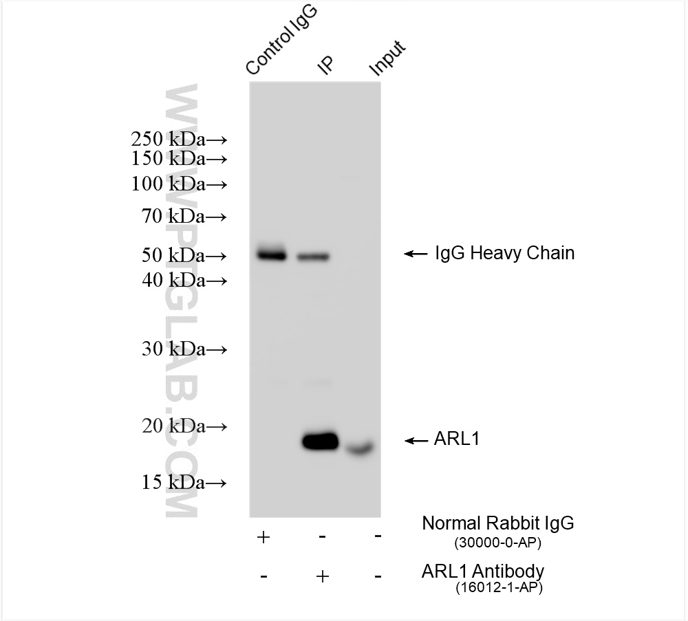 IP experiment of Neuro-2a using 16012-1-AP