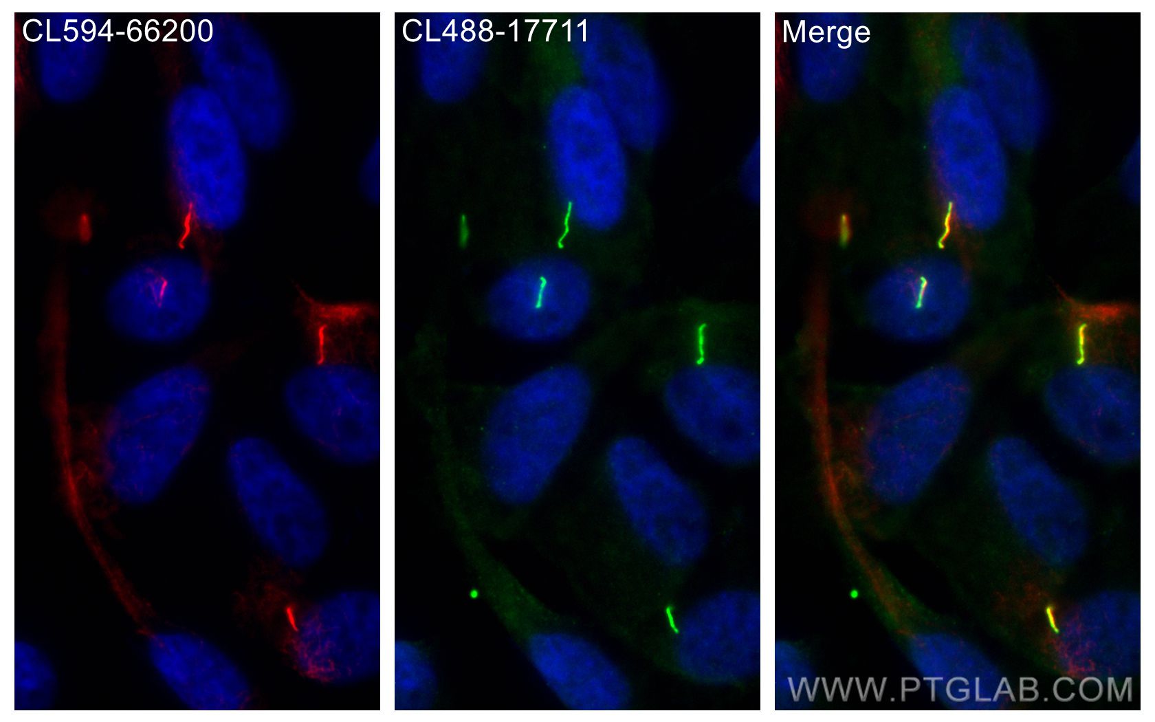 IF Staining of hTERT-RPE1 using CL488-17711