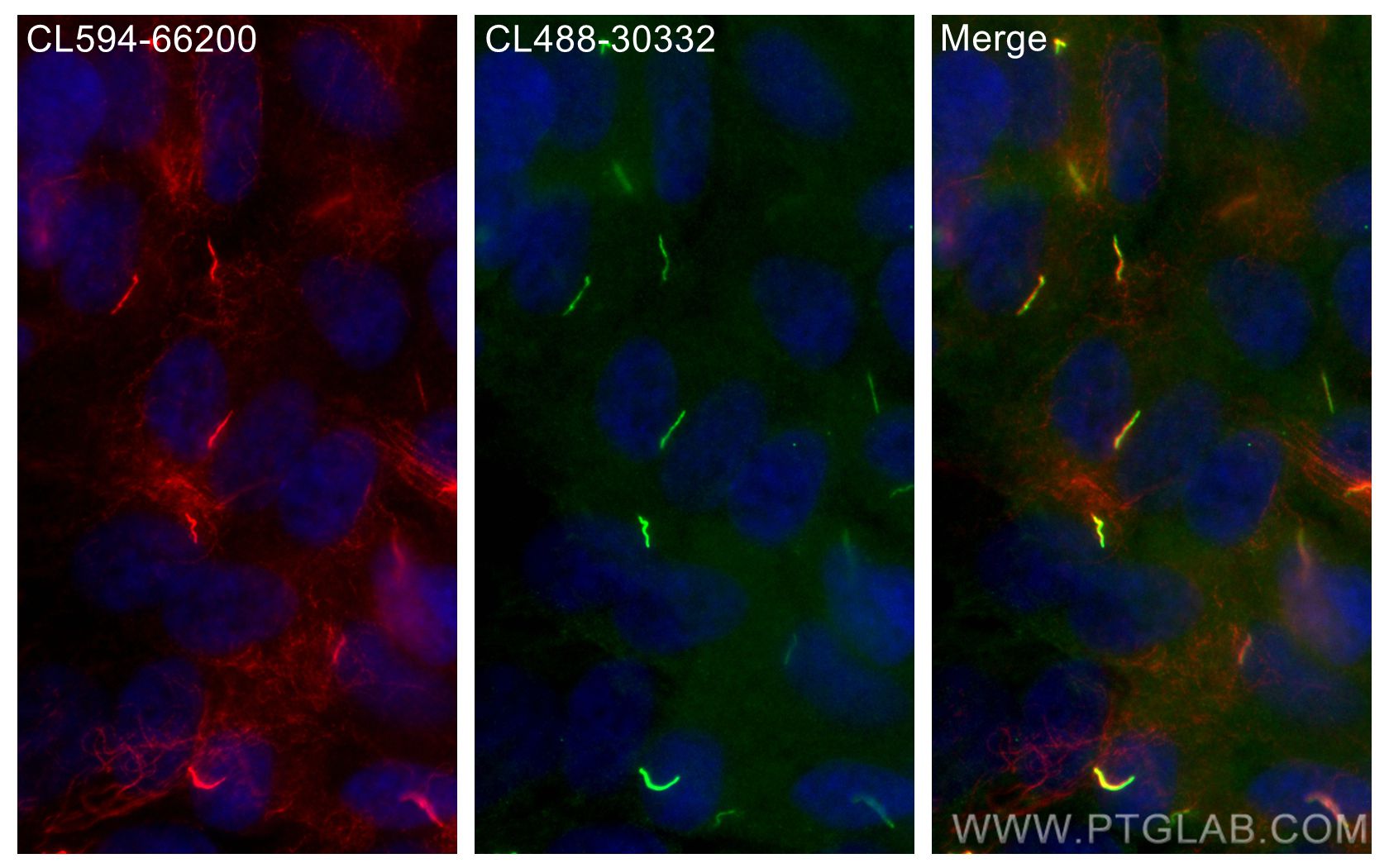 IF Staining of hTERT-RPE1 using CL488-30332