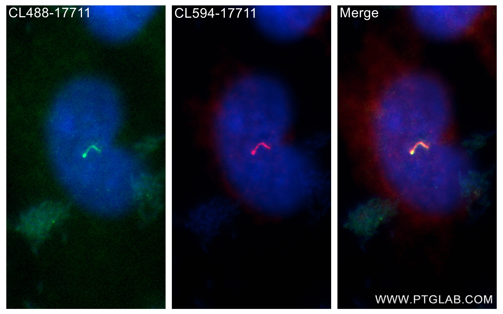 IF Staining of MDCK using CL594-17711