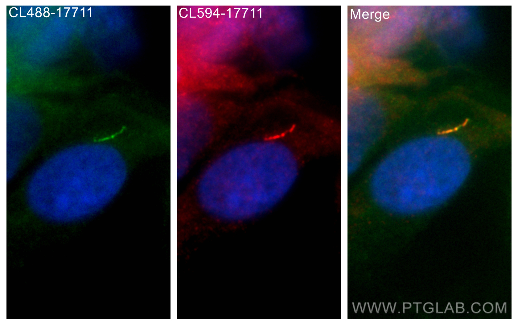 IF Staining of MDCK using CL594-17711