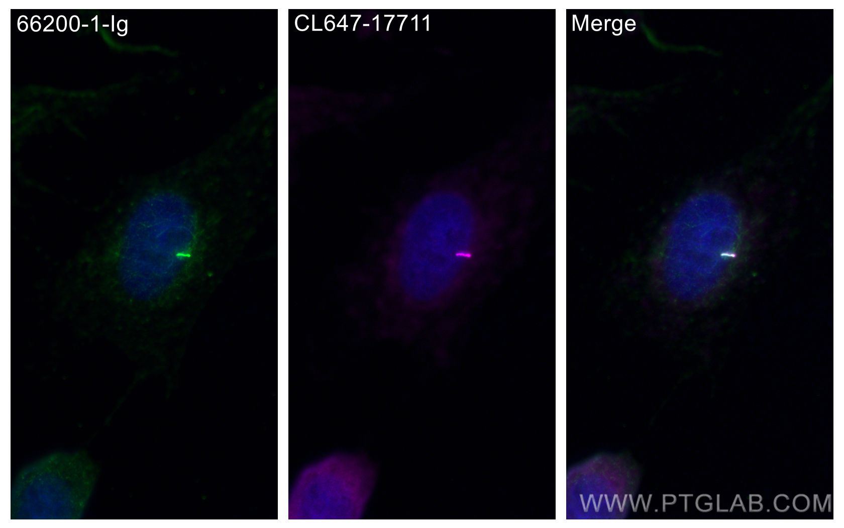 IF Staining of MDCK using CL647-17711