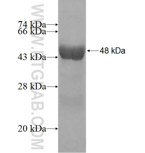 ARL14 fusion protein Ag3684 SDS-PAGE