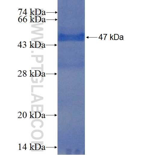 ARL16 fusion protein Ag22542 SDS-PAGE