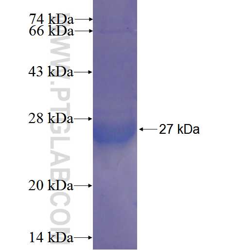 ARL16 fusion protein Ag22717 SDS-PAGE