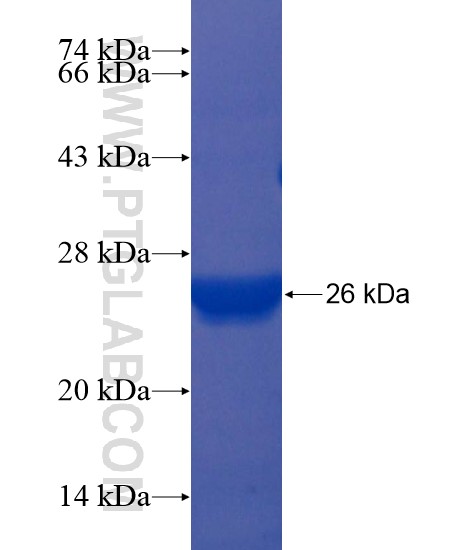 ARL4C fusion protein Ag22161 SDS-PAGE