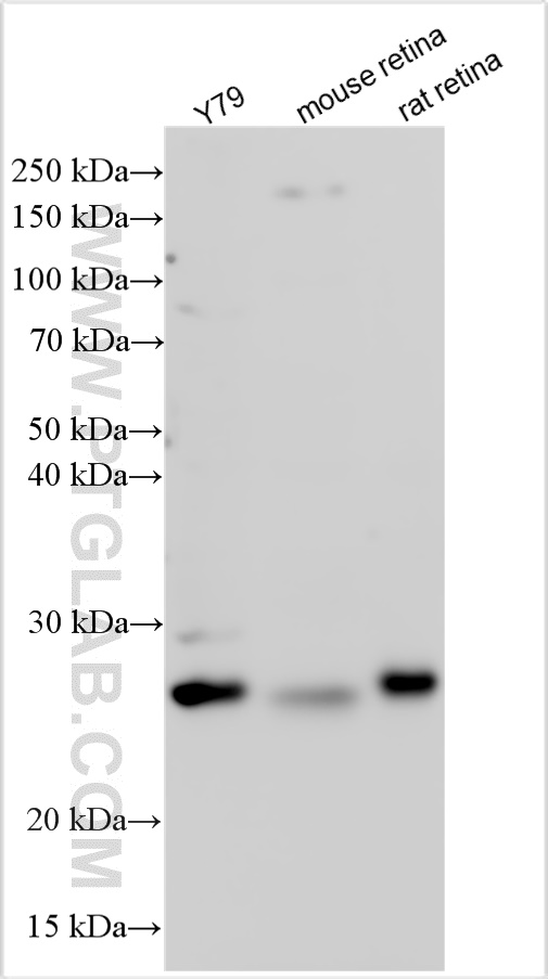 WB analysis using 15267-1-AP