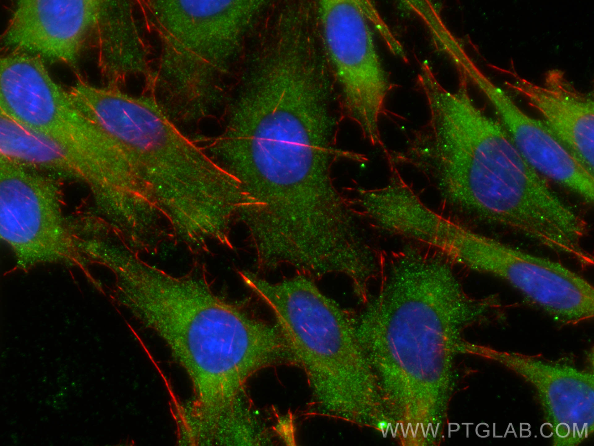 IF Staining of C6 using 68186-1-Ig