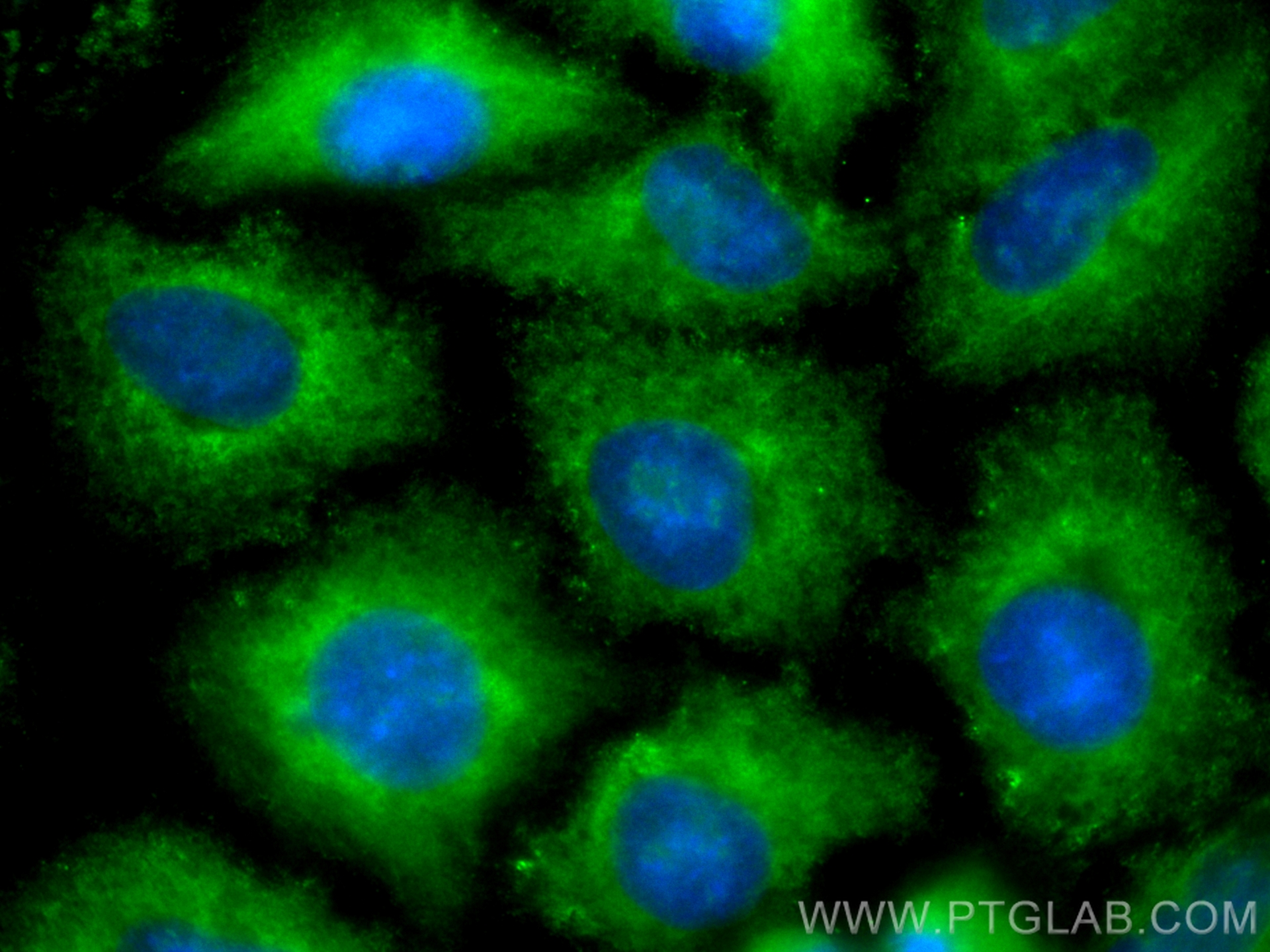 IF Staining of A549 using CL488-68186