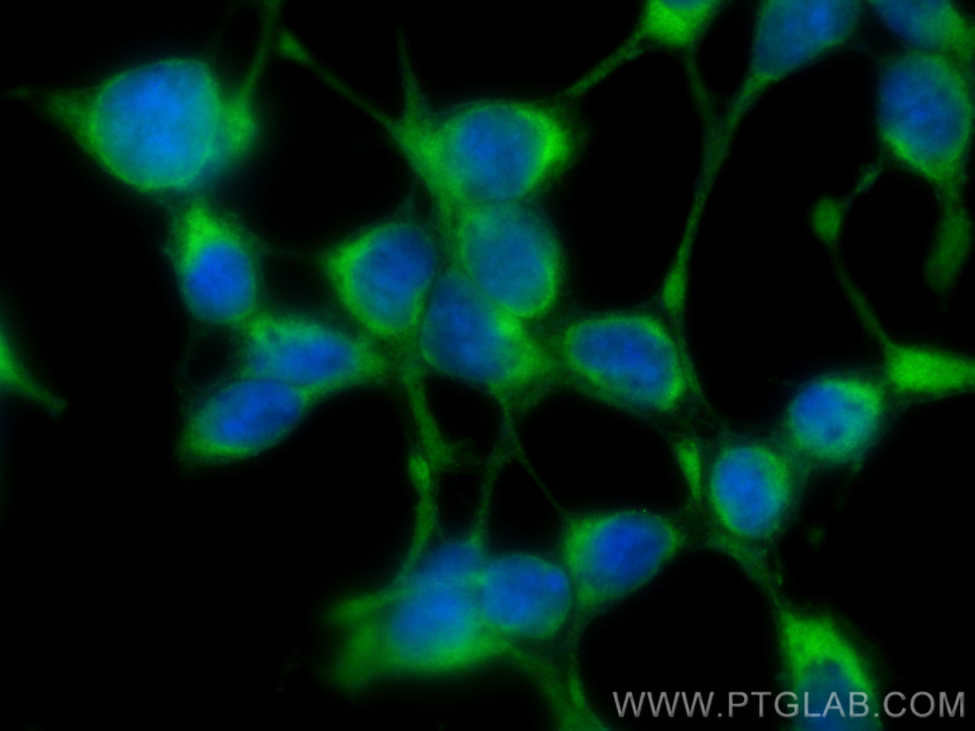 IF Staining of HEK-293 using CL488-68186