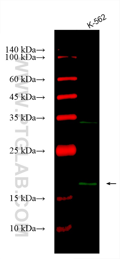 WB analysis using CL488-67891