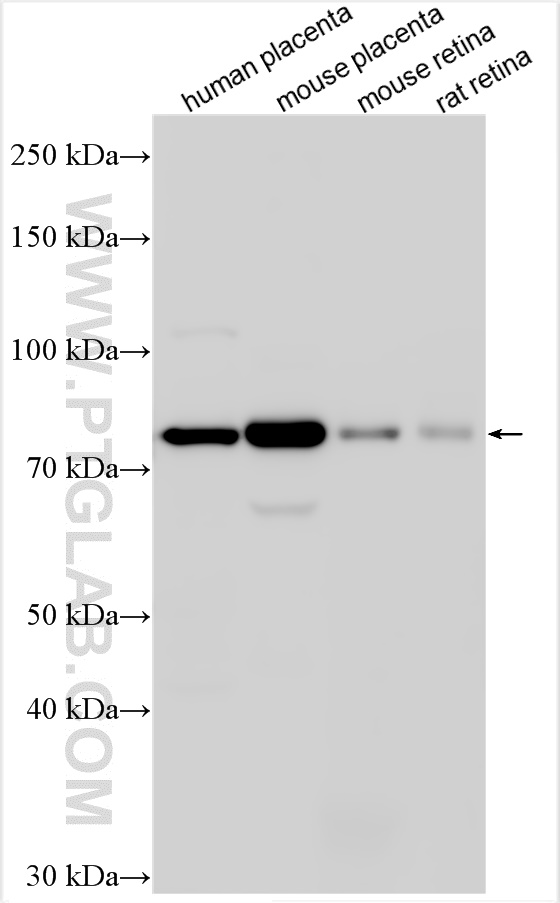 ARMC9