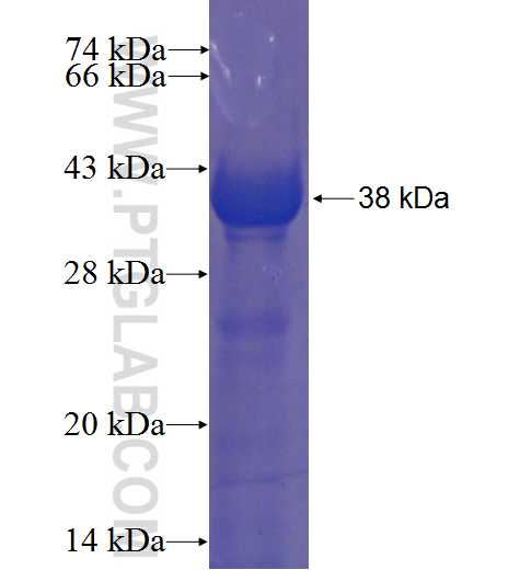 ARMCX5 fusion protein Ag22813 SDS-PAGE