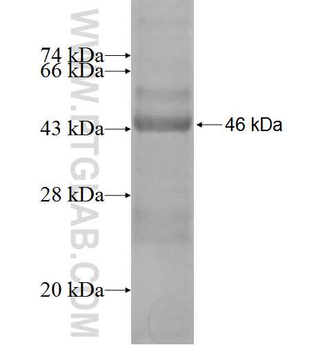 ARPC4 fusion protein Ag1366 SDS-PAGE