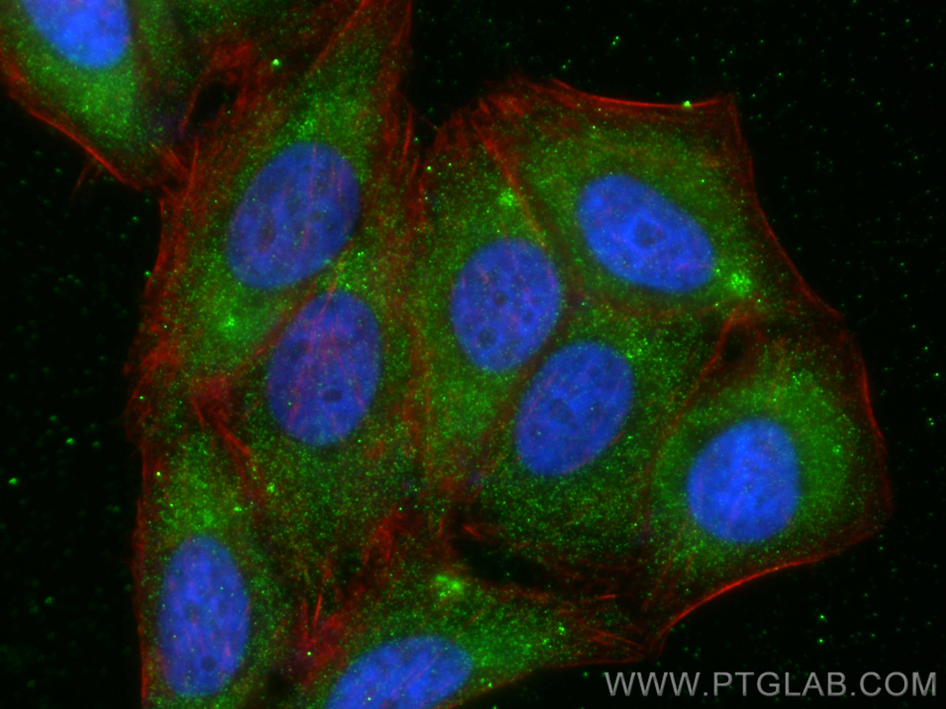 IF Staining of HepG2 using 24031-1-AP