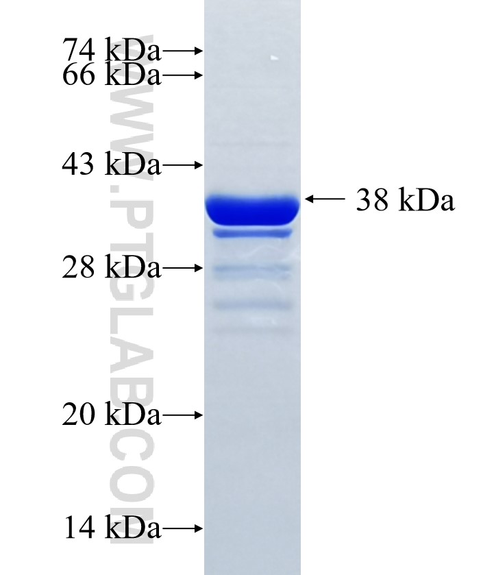 ASCL1 fusion protein Ag35185 SDS-PAGE