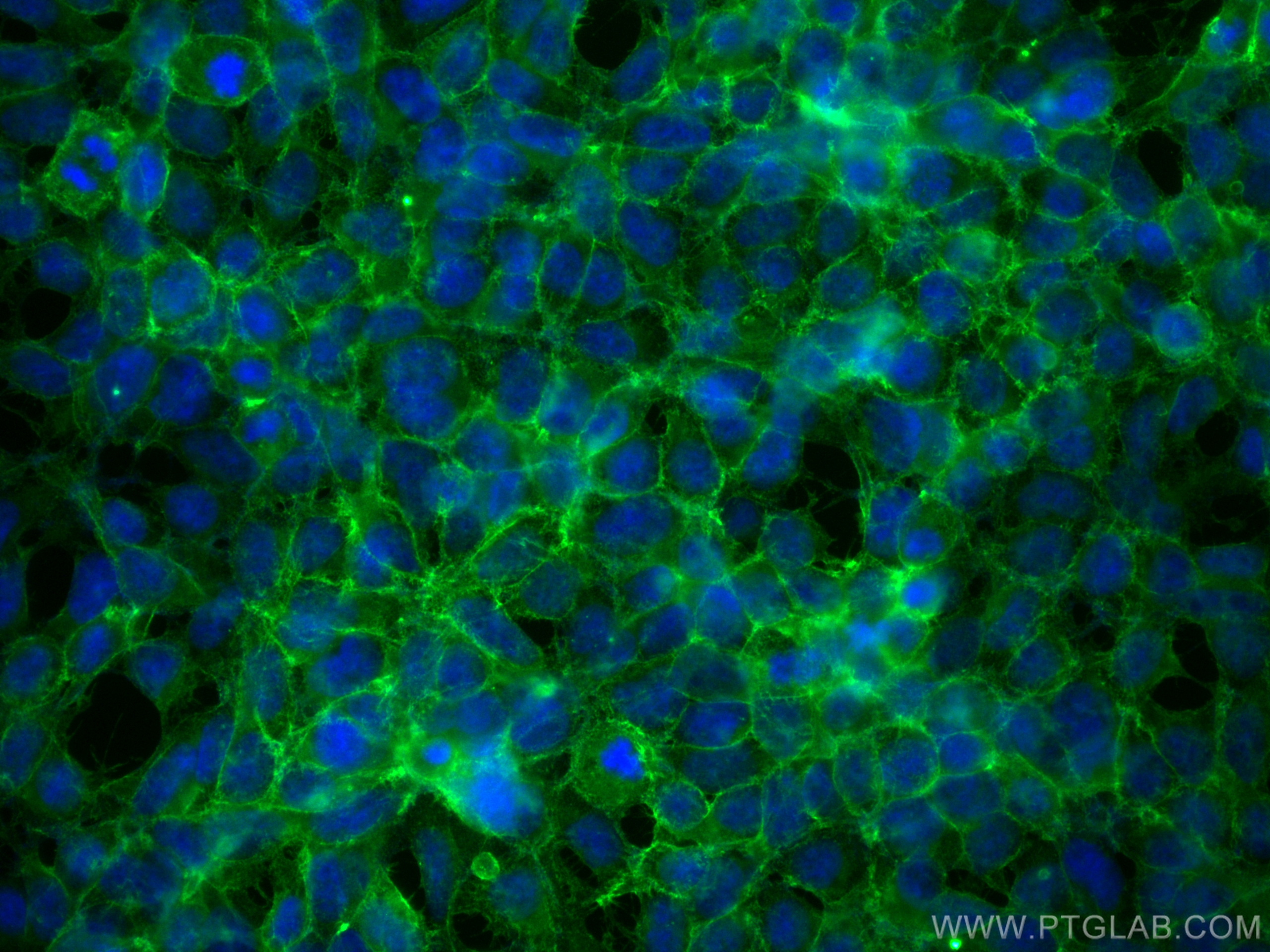 IF Staining of HEK-293 using CL488-20350