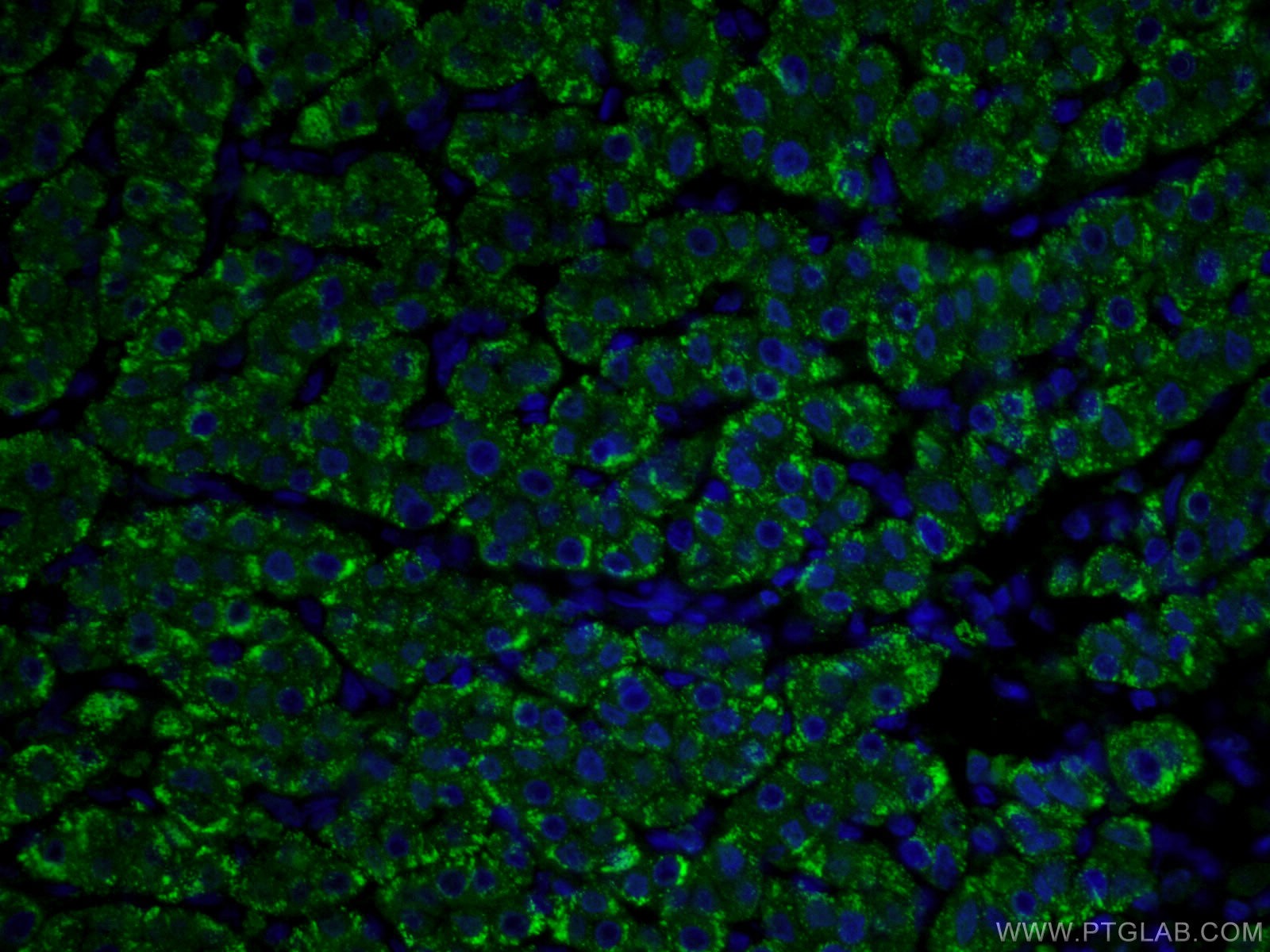 asgr1 antibody reactivity mouse