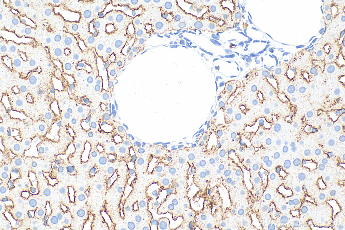 IHC staining of rat liver using 11739-1-AP