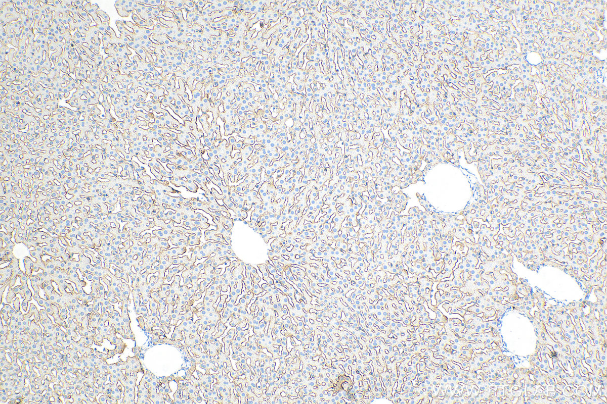 IHC staining of rat liver using 31338-1-AP