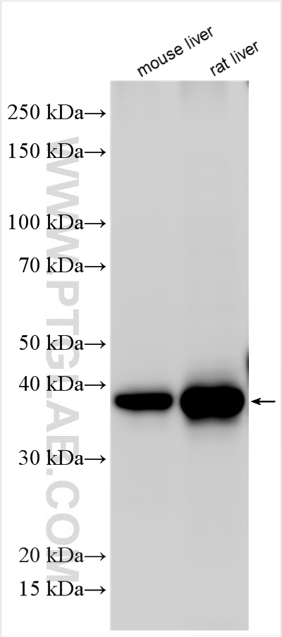 WB analysis using 31338-1-AP