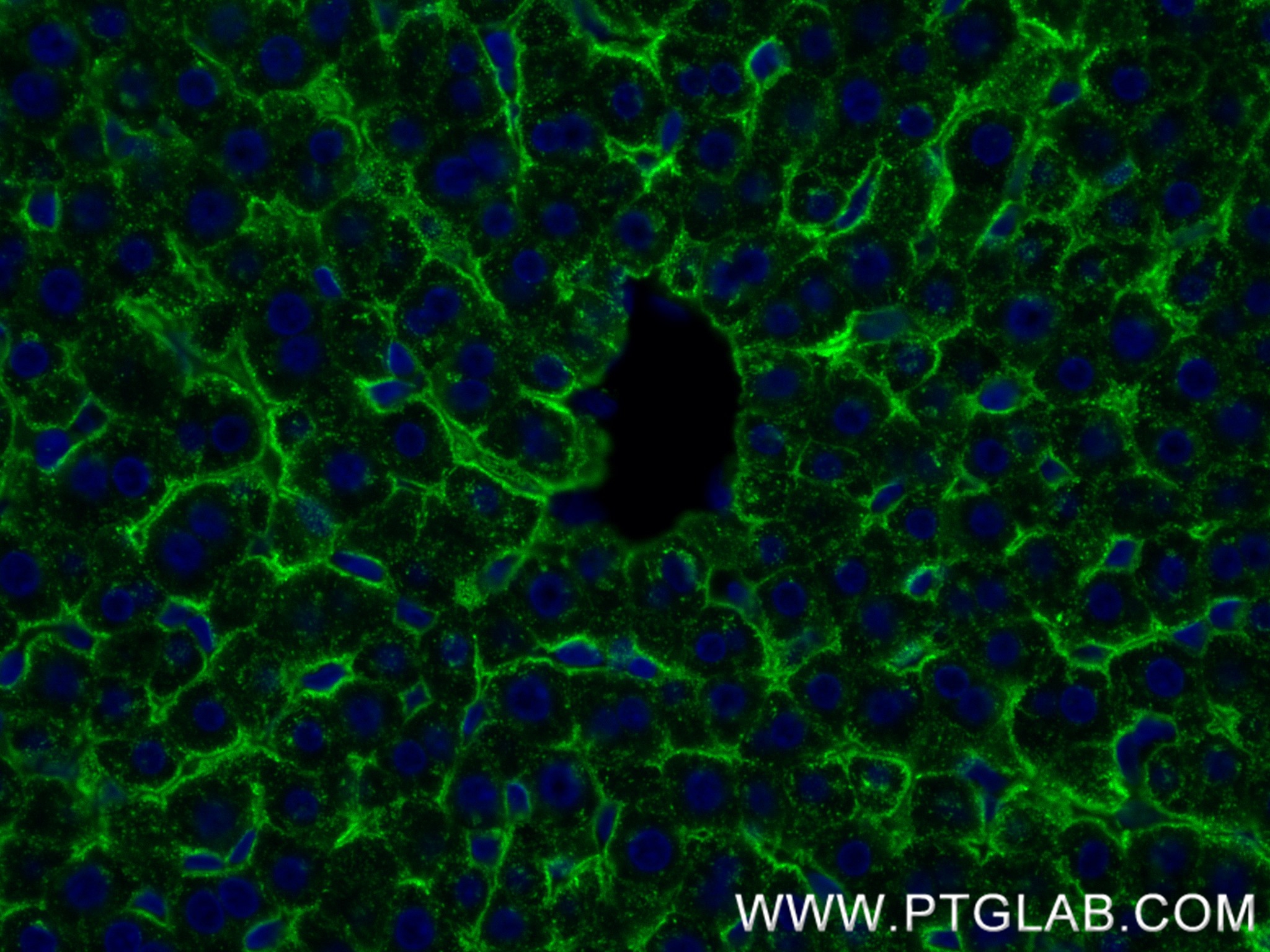 IF Staining of rat liver using 83691-3-RR