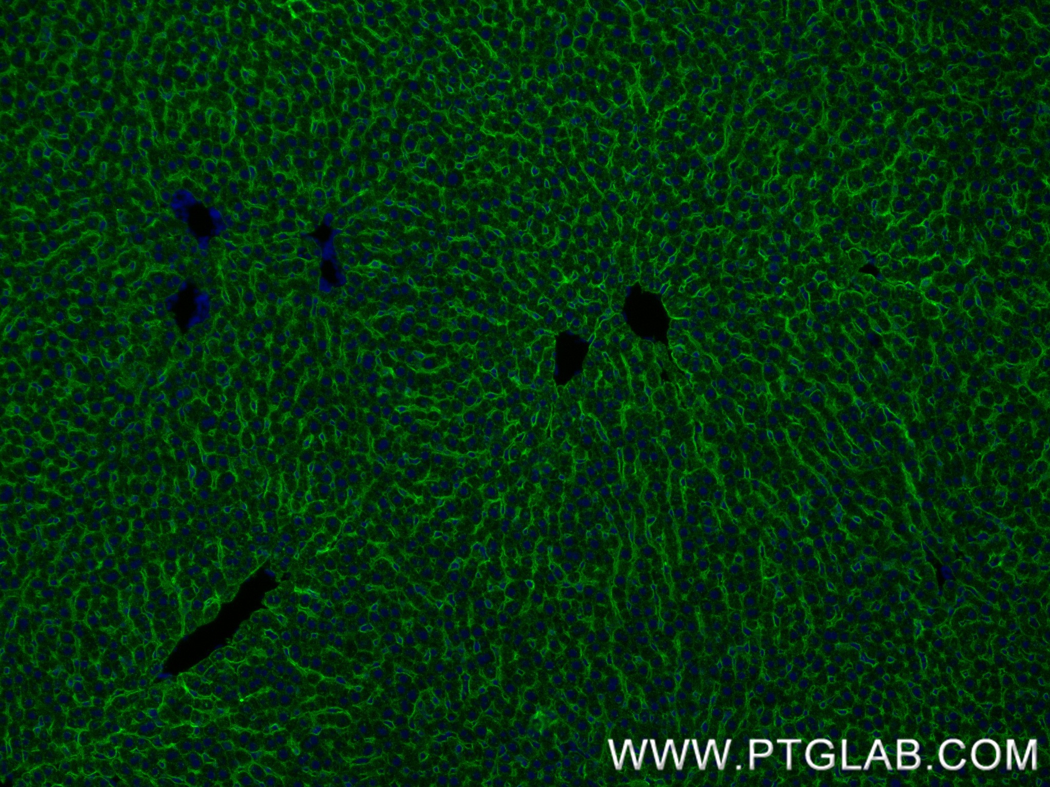 IF Staining of rat liver using 83691-3-RR