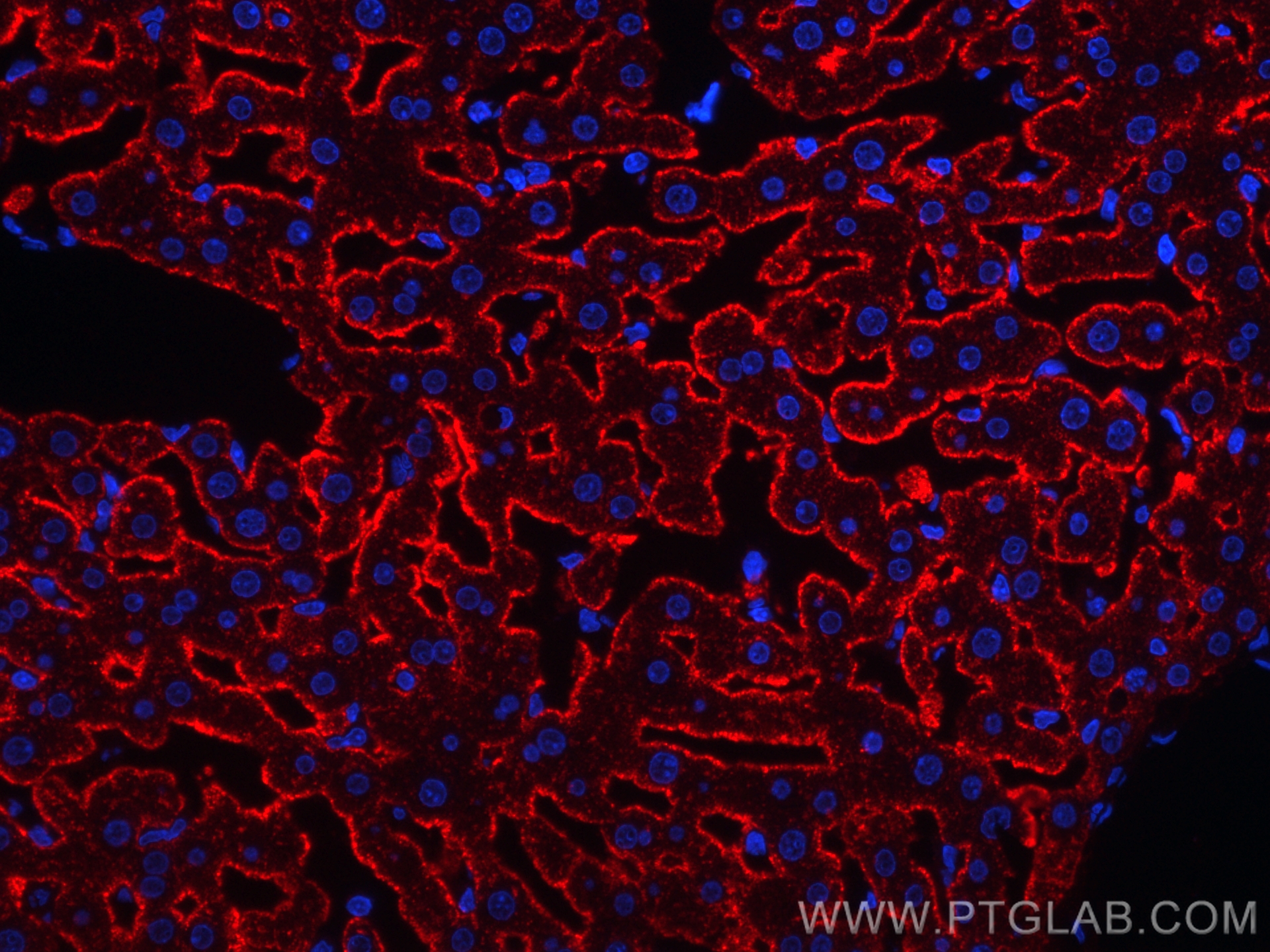 IF Staining of rat liver using CL594-11739