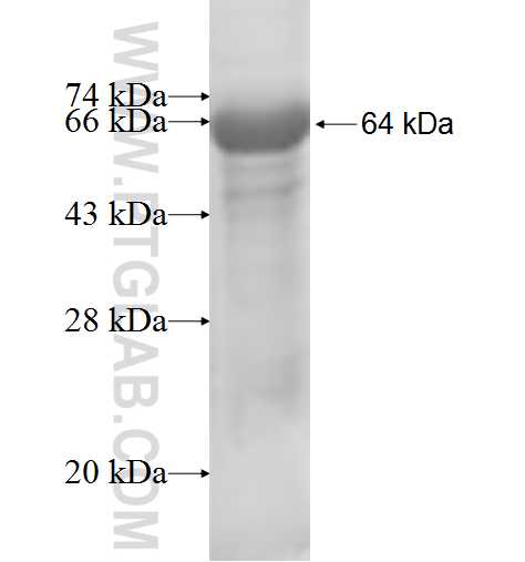 ASMTL fusion protein Ag6894 SDS-PAGE