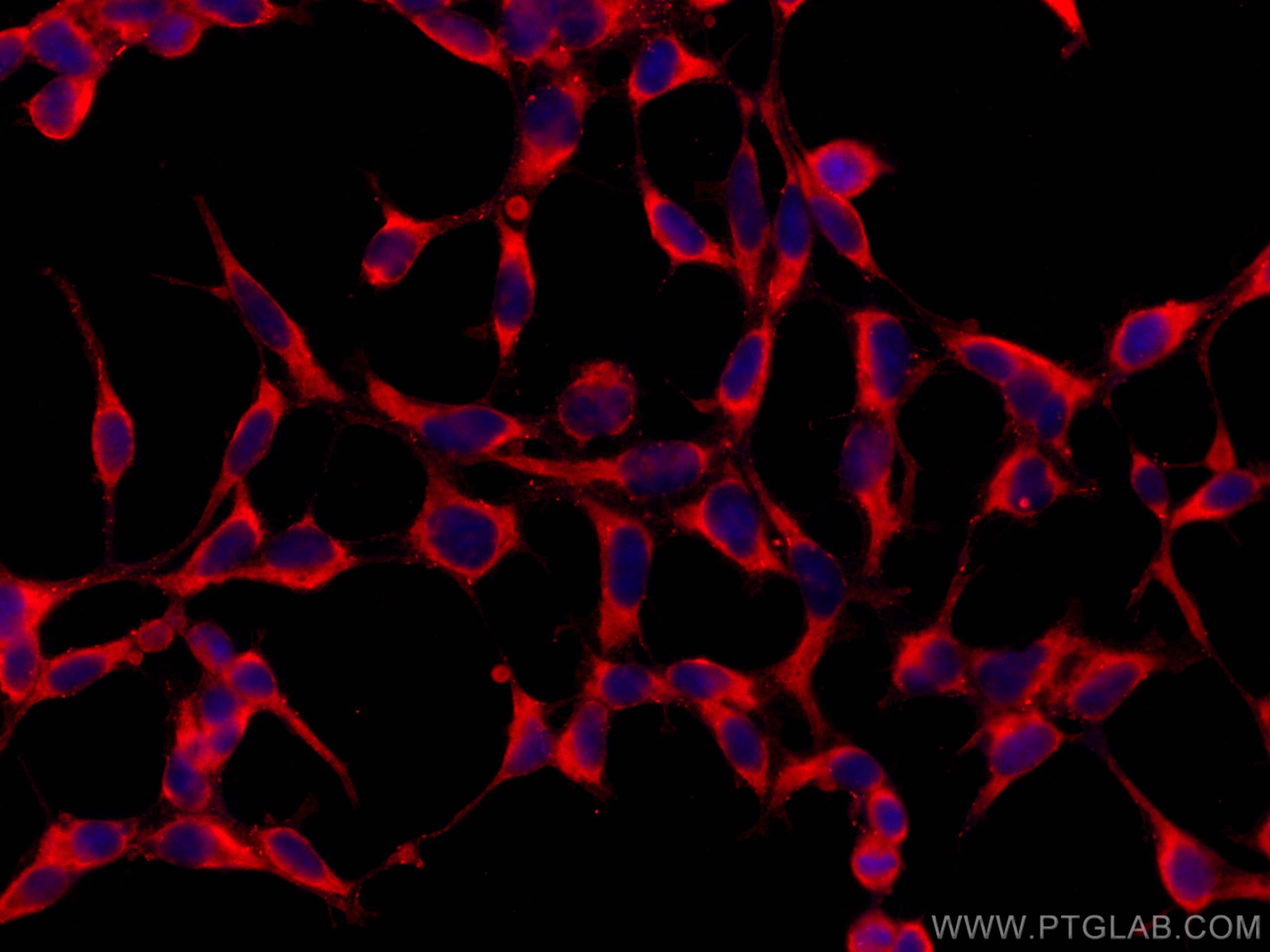 IF Staining of HEK-293 using CL594-66346