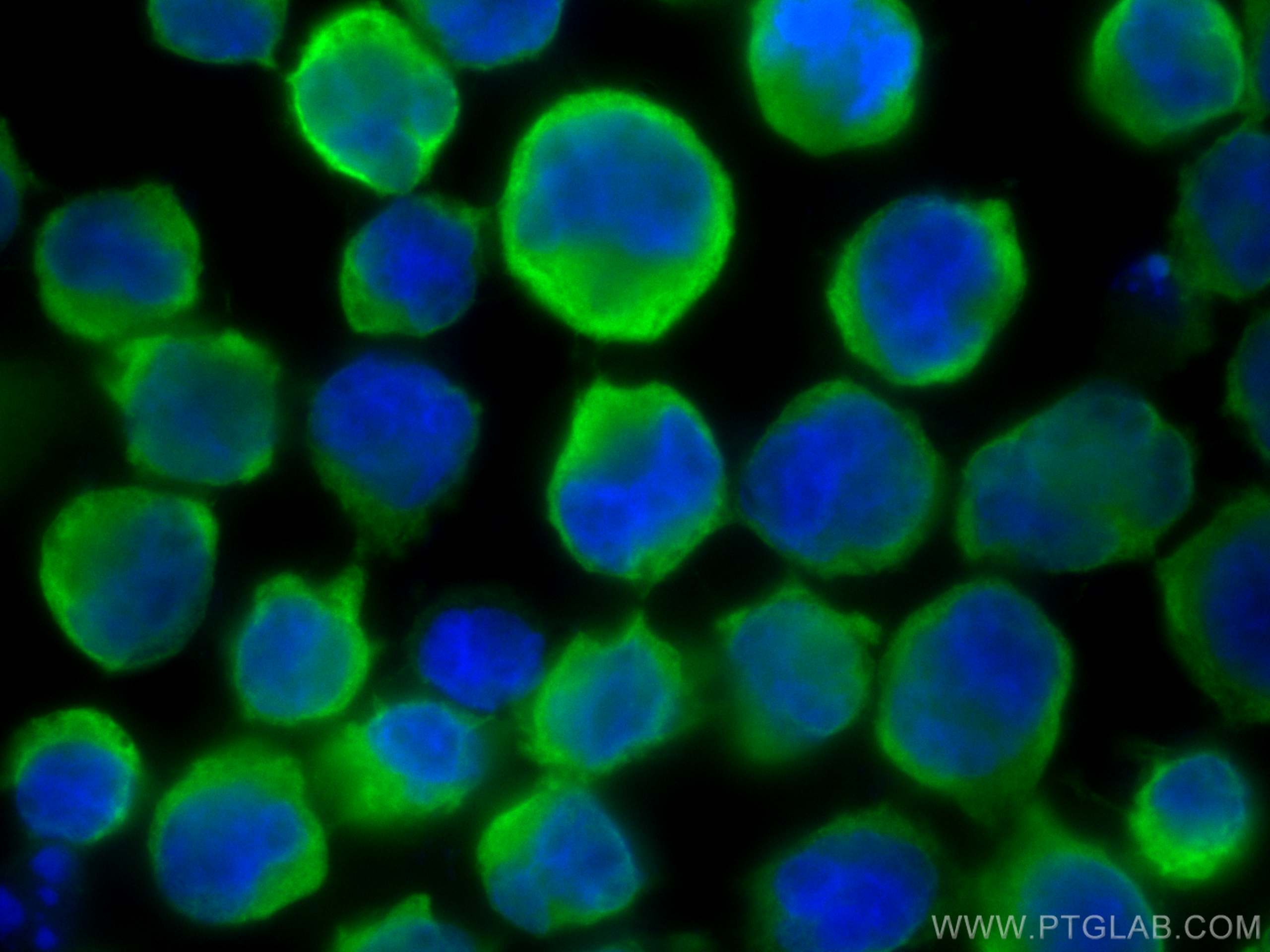 IF Staining of K-562 using 14681-1-AP