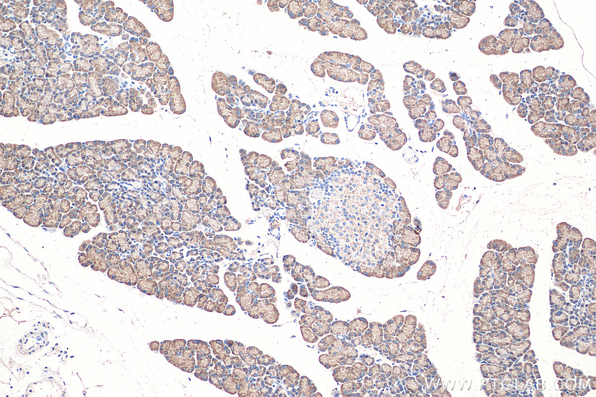 IHC staining of rat pancreas using 68004-1-Ig (same clone as 68004-1-PBS)