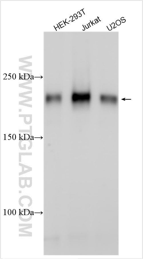 WB analysis using 27229-1-AP