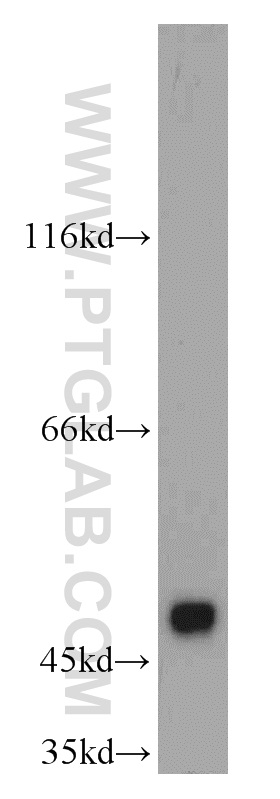 WB analysis of mouse testis using 21550-1-AP