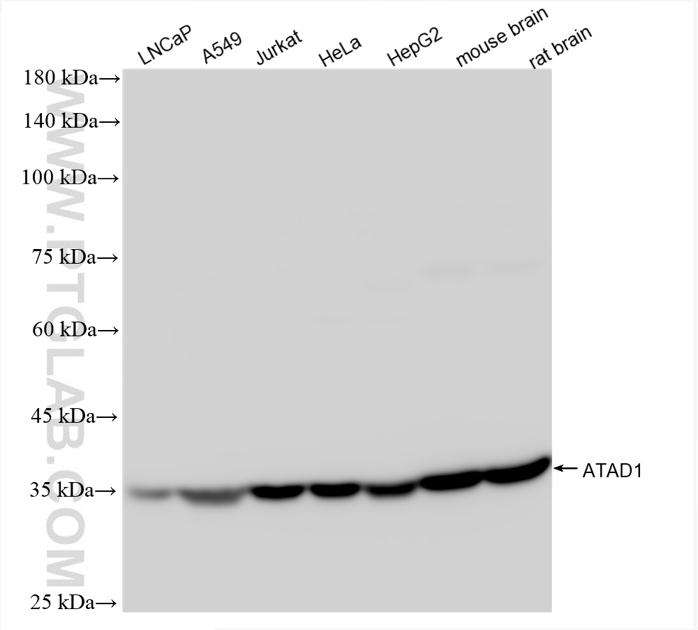 WB analysis using 84194-6-RR