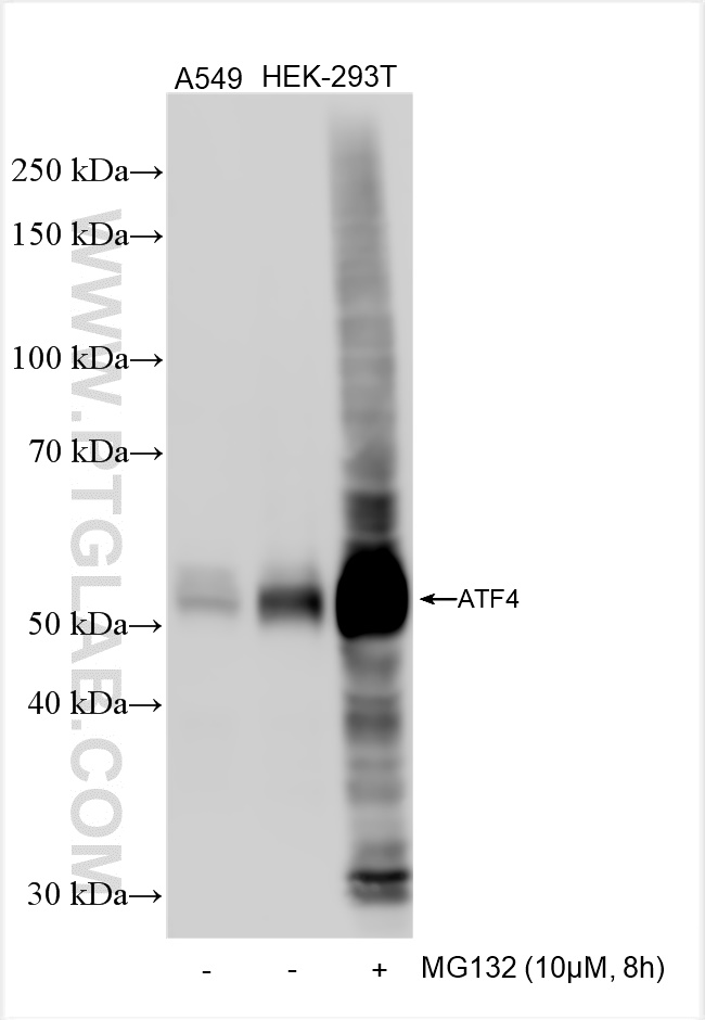 WB analysis using 81798-2-RR