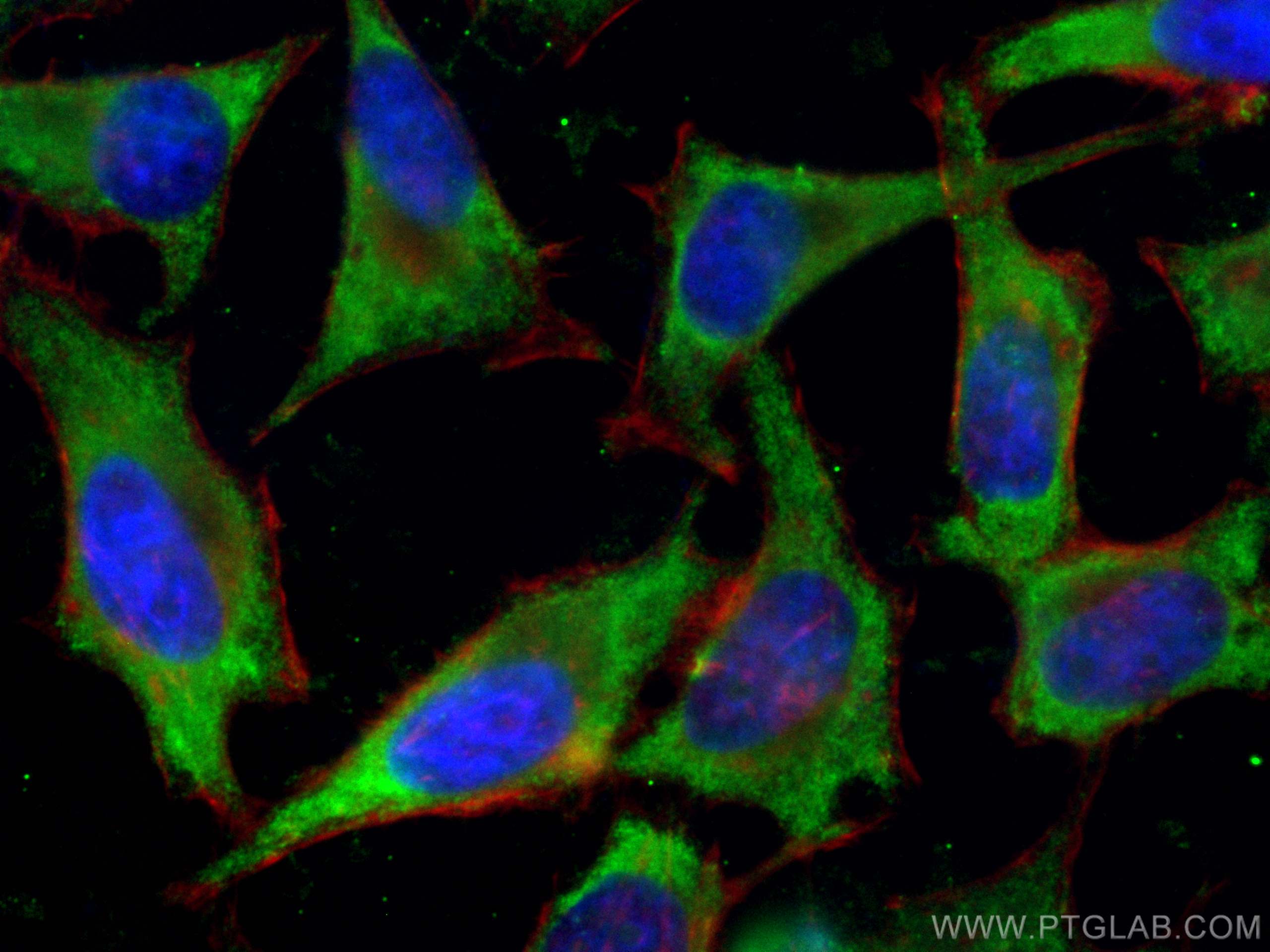 IF Staining of HeLa using CL488-60035