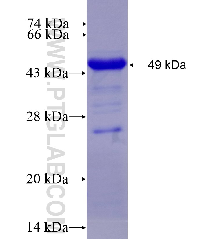 ATF4 fusion protein Ag16665 SDS-PAGE